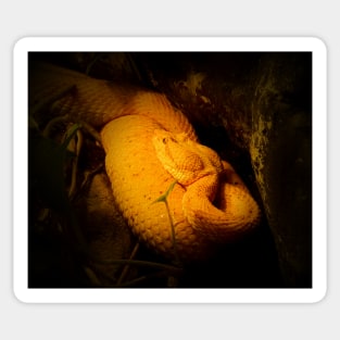 Eyelash viper Sticker